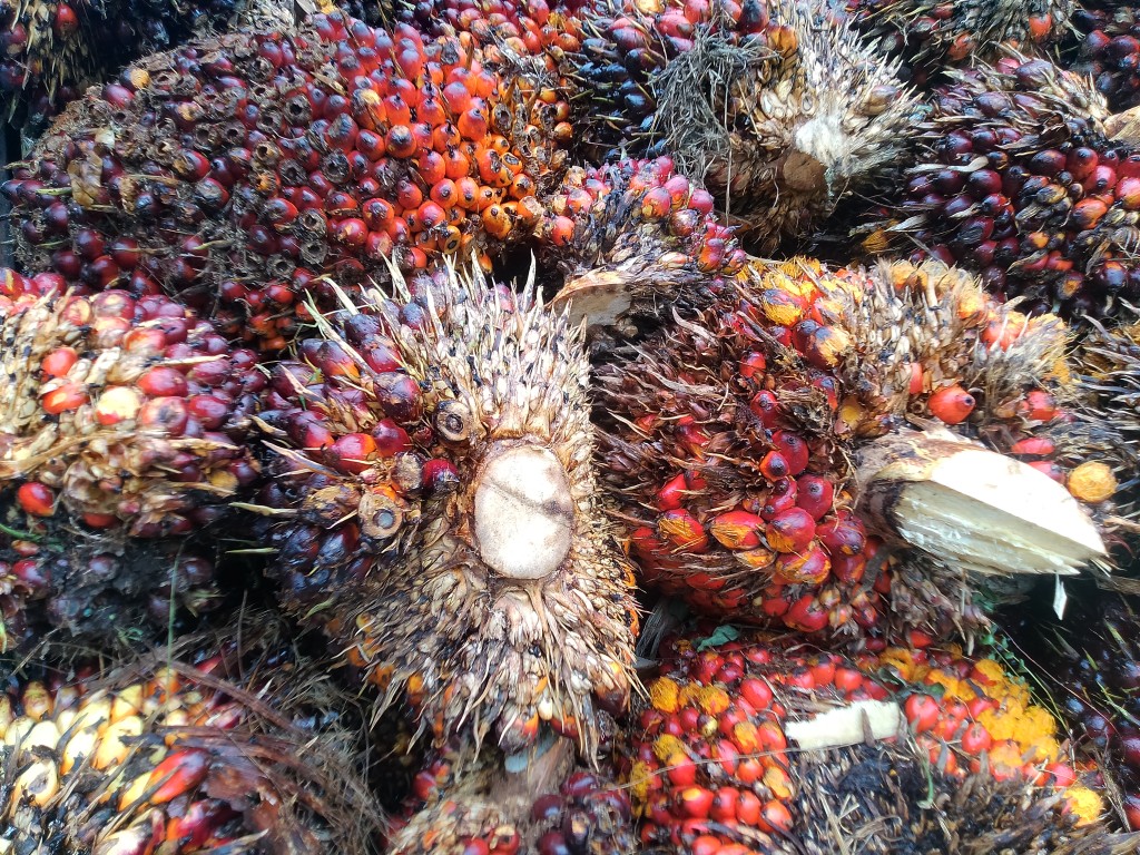 Buah sawit berkualitas, hasil pertanian masyarakat Desa Kenangan Jaya 