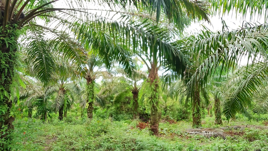 Kebun Kelapa Sawit